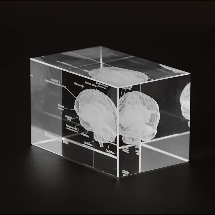 1pc 3D Laser Engraved Human Brain Model Crystal Glass Cube Model Anatomical Neurology Educational Gift Medical Science Desk Decor