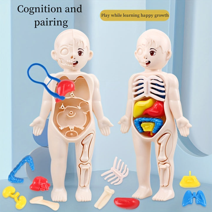 14pcs Body Organ Structure Models Childrens Early Education Toys Science And Education Cognitive ZYQC