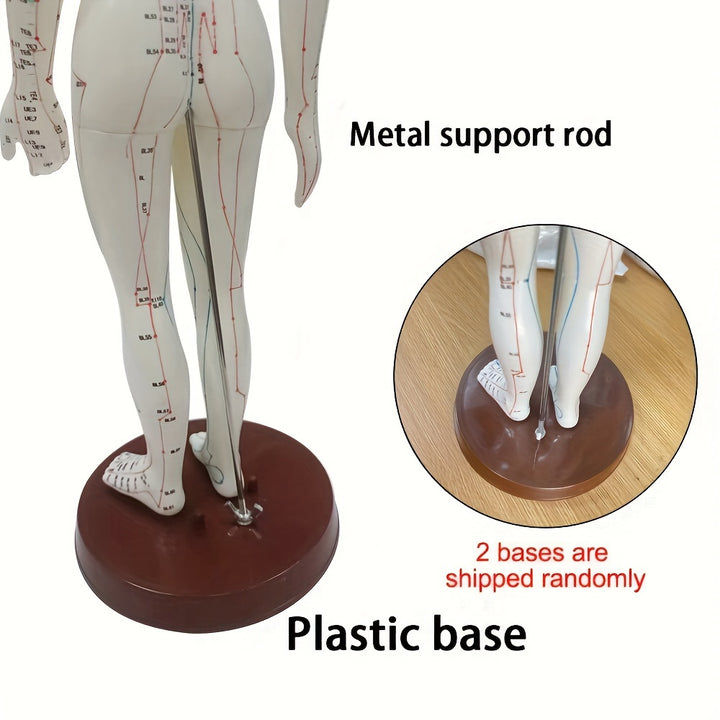48CM50CM Female Male Acupuncture Points Human Body Head Foot Hand Mode Base Human Acupuncture Meridians Model With User Manual
