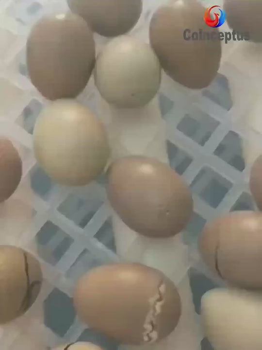 Egg Incubator Egg Incubator With Automatic Egg Turning And Automatic Water Addition Incubator For Chicken Eggs 1216 Eggs Incubator With Egg Candler For Duck Eggs Quail Eggs